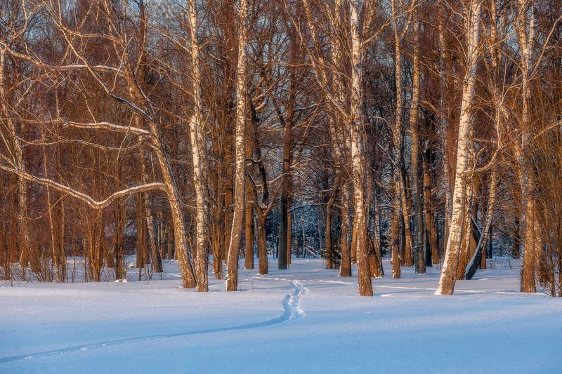 природа, зима, зимний лес, лес, много снега, пейзаж, Московская область Ворота в лес фото превью