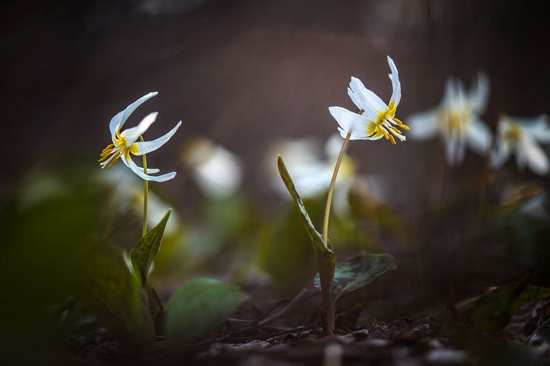 Не параphoto preview