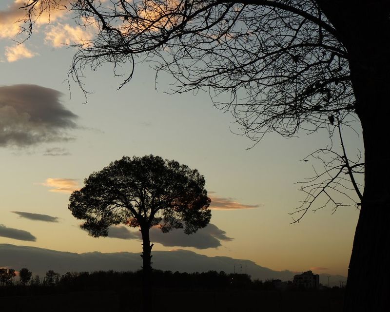 Trees and sunsetphoto preview