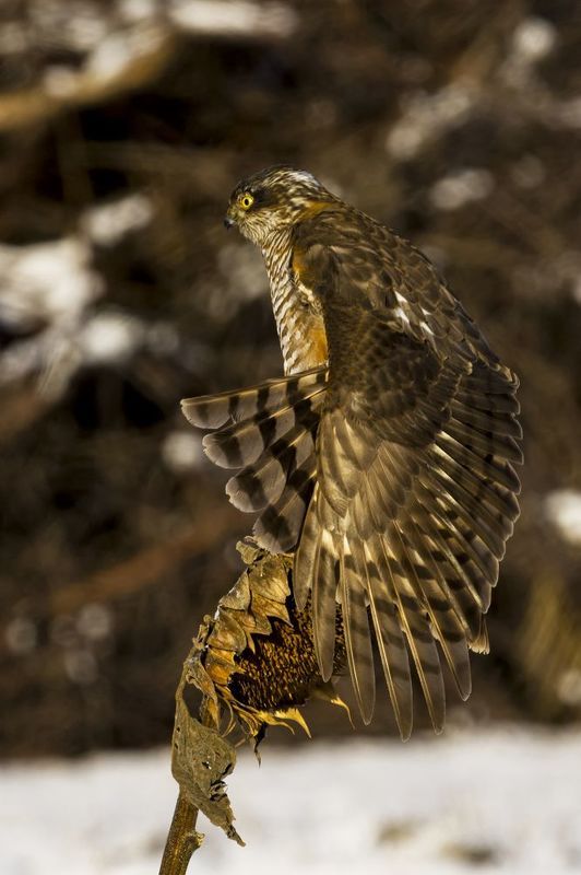 природа ***photo preview