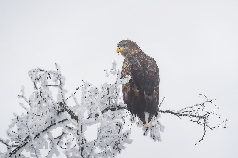 кавказ, кмв, георгиевск, птицы, орлан, орланы, зима Изворотыphoto preview