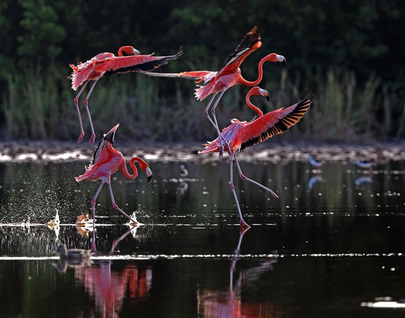 фламинго карибский, Куба Жар-птицыphoto preview