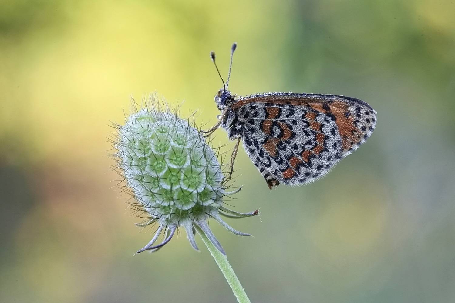 ***. Автор: Леонид шашечница, шашечница цинксия, melitaea, Леонид
