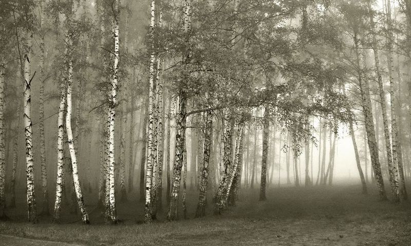 В Лесной сказке туман заблудилсяphoto preview