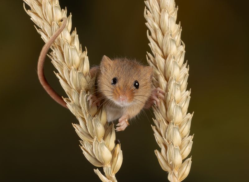 harvest mouse, mouse, rodent, animals, nature, wildlife, canon Harvest Mousephoto preview