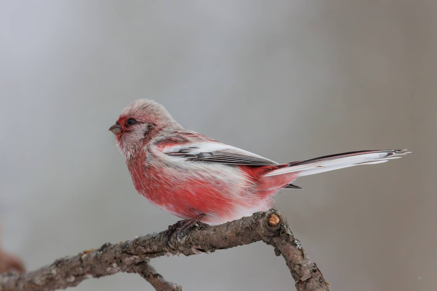 Урагус. Автор: Гильманов Артур , Гильманов Артур