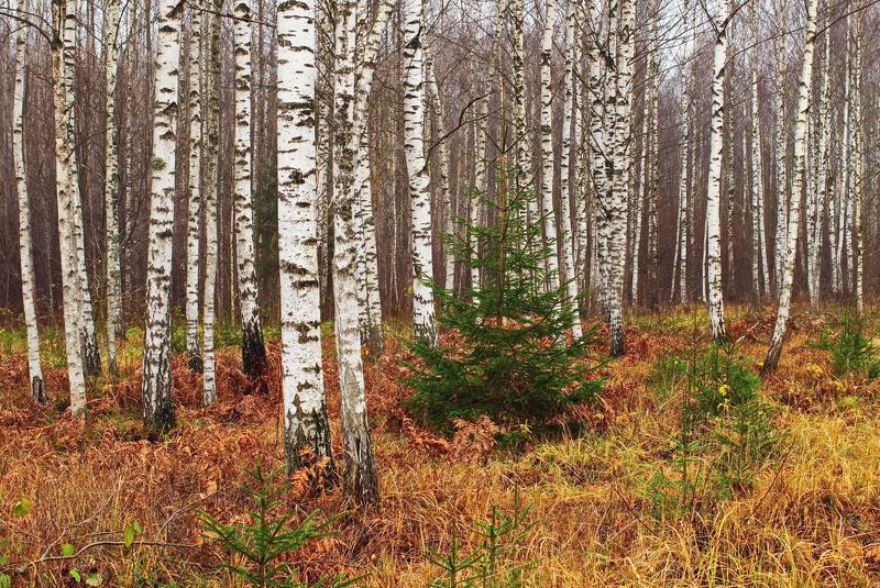 лес, ёлка, новогодняя, берёзы Новогодняяphoto preview