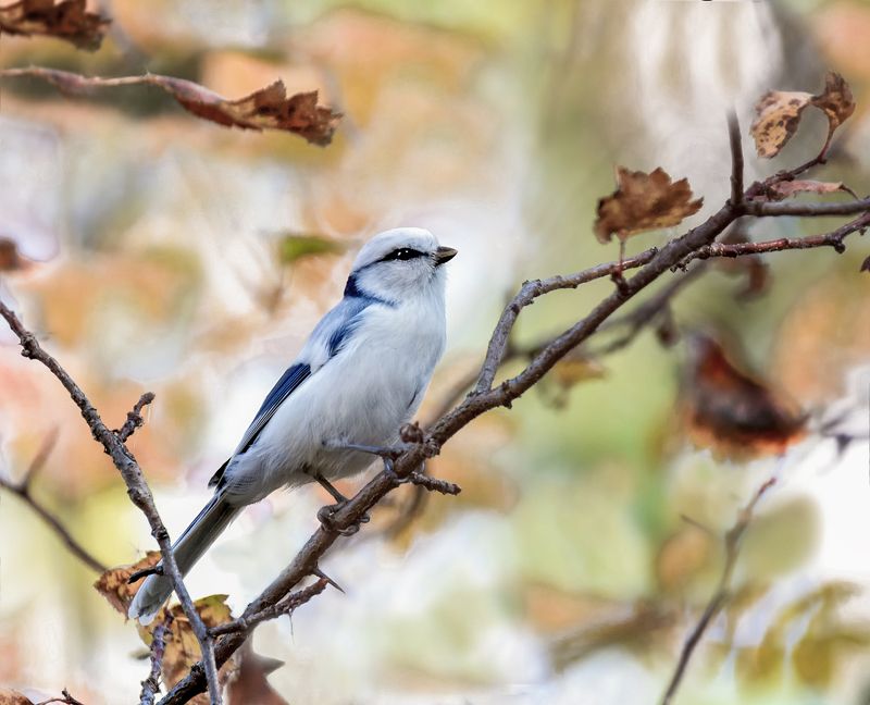 птица, князёк, белая лазоревка, осень, Князёк  (2 ФОТО)photo preview