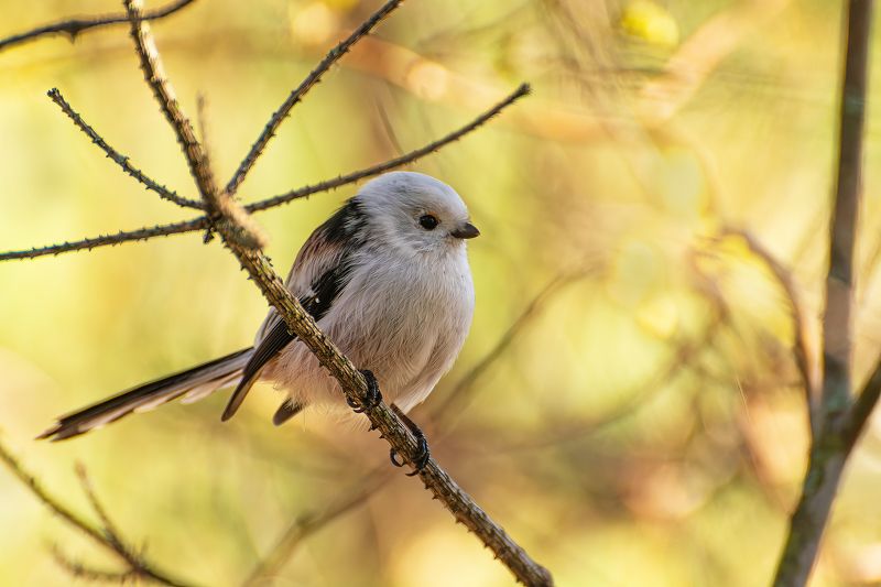 Осенний Ополовник :)photo preview