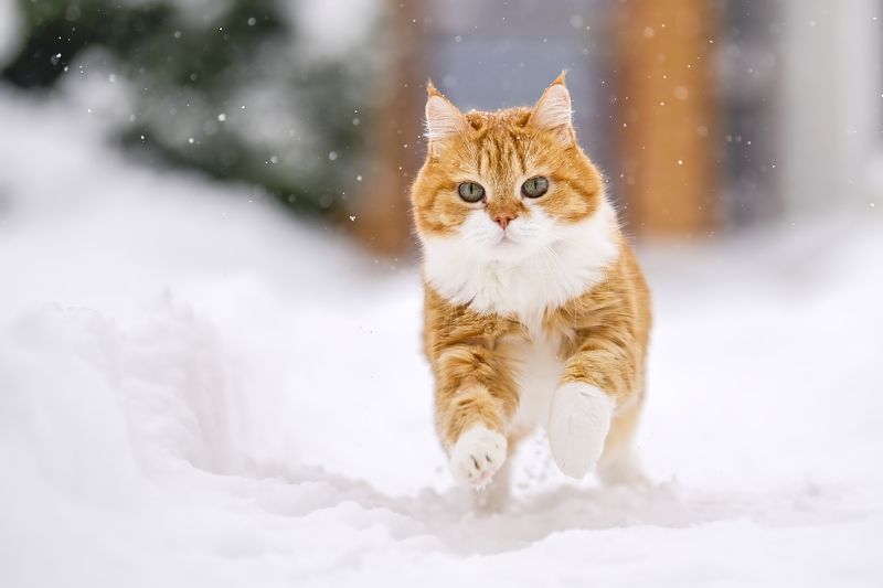 Рыжий!photo preview