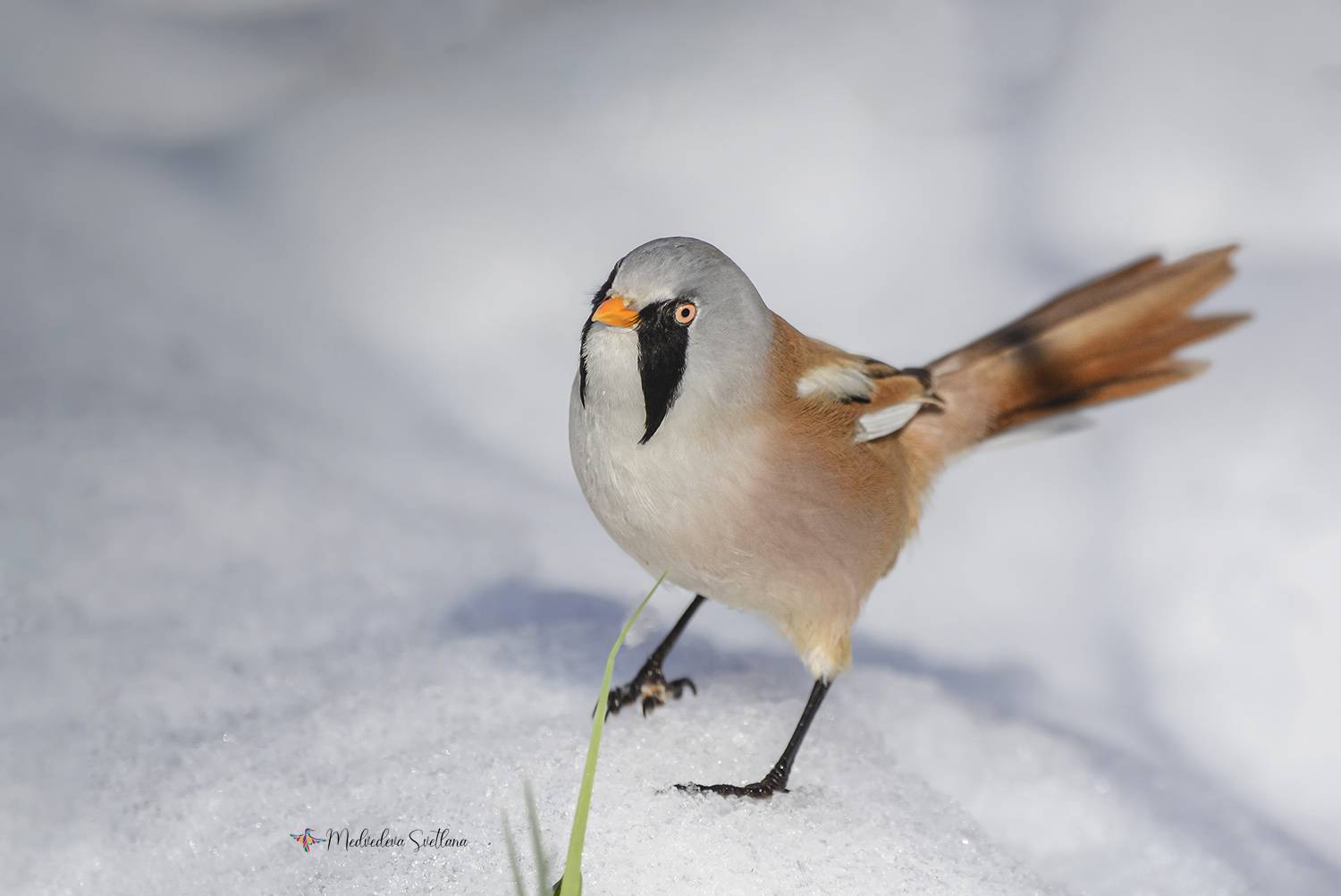 Усатый парень.. Автор: Медведева Светлана птица, усатая синица, фотоохота, Медведева Светлана