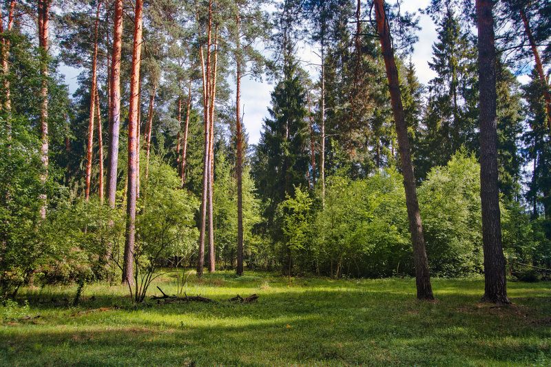 лето, лес, свет В летнем лесуphoto preview