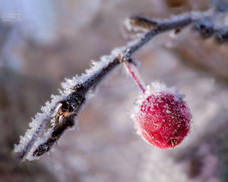макро,  макро на телефон, macro, macro lens, зима, ягода, мороз, Привет, Зима!photo preview