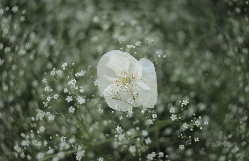 гелиос, 44м4 Белый танецphoto preview