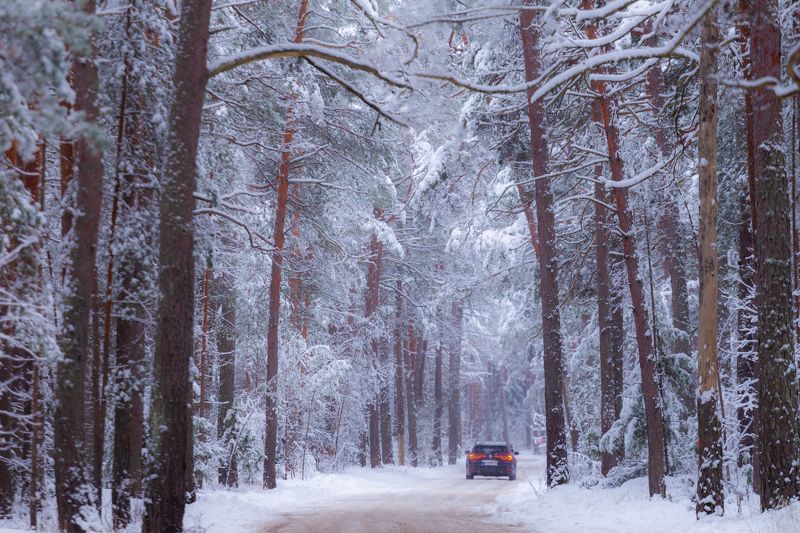 дорога лес зима декабрь нарва На лесной дороге фото превью