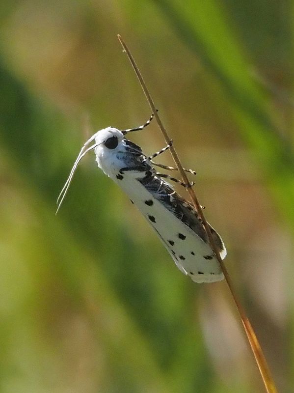 бабочка моль горностаевая черёмуховаяphoto preview