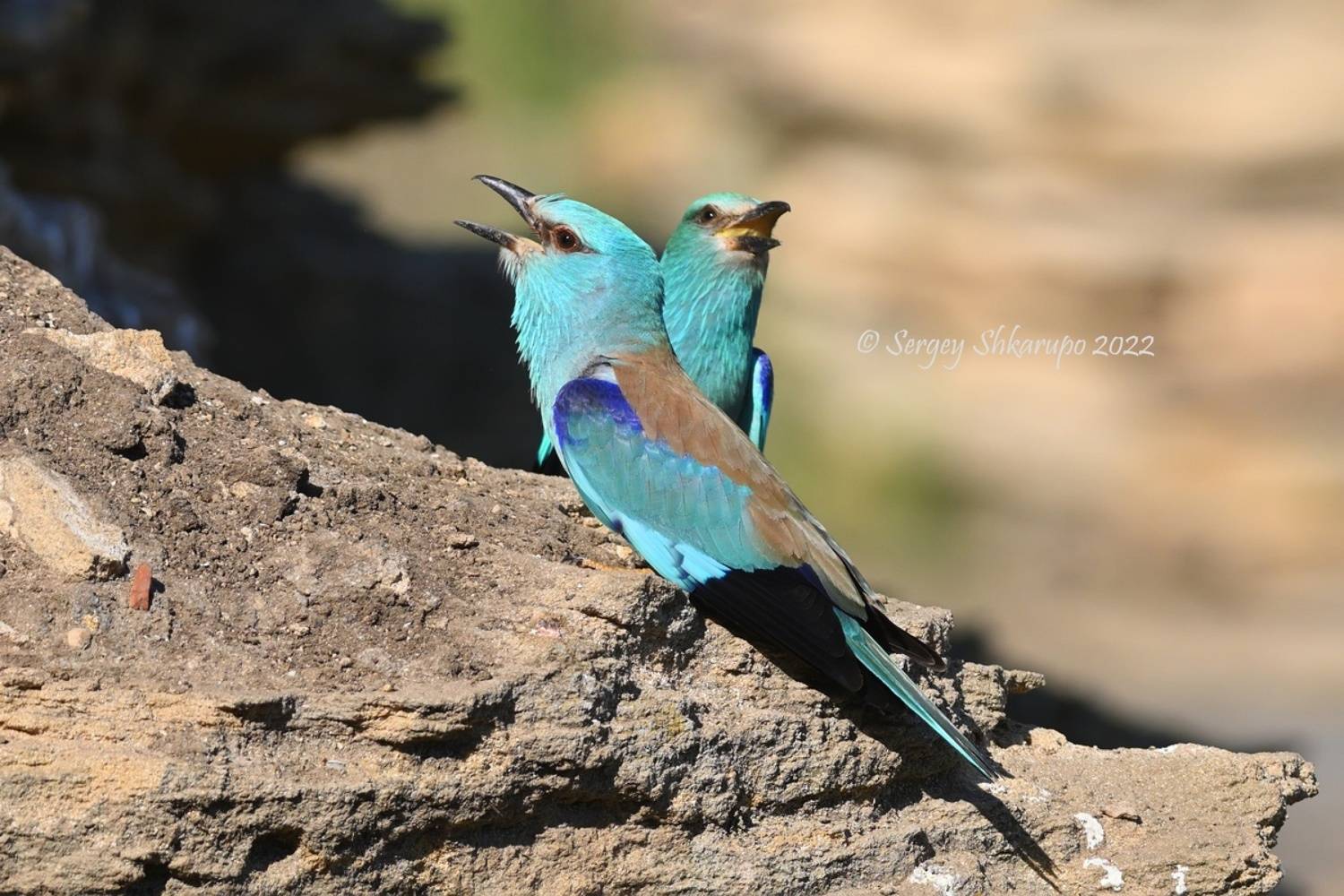 Разговоры, разговоры.... Автор: Сергей Шкарупо Сизоворонки, птицы, Крым, Сергей Шкарупо