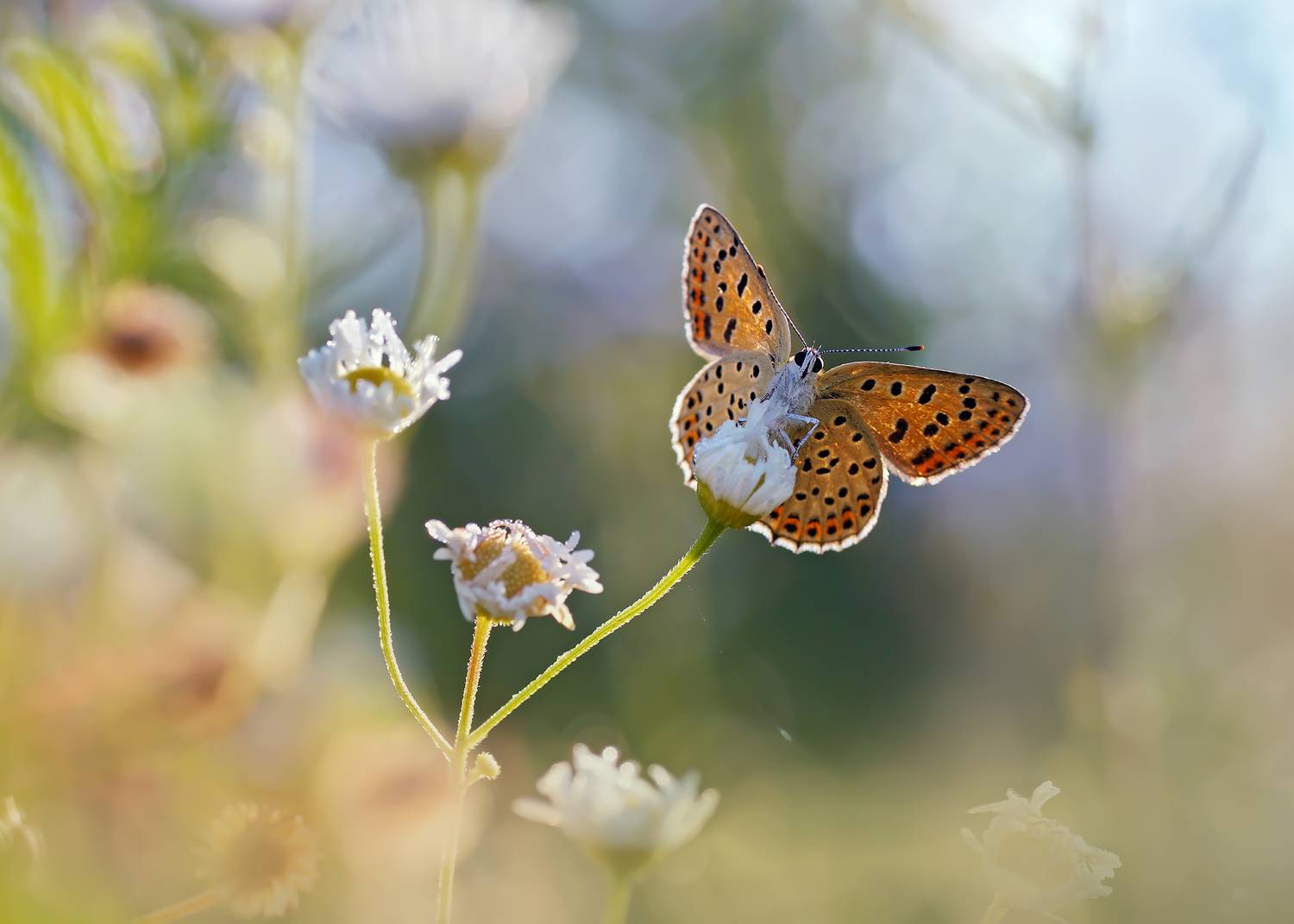 ***. Автор: Чепленко Алексей , Чепленко Алексей