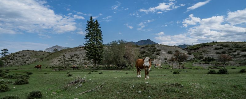 Россия, Республика Алтай, Онгудайский район, село Инегень, коровы  фото превью