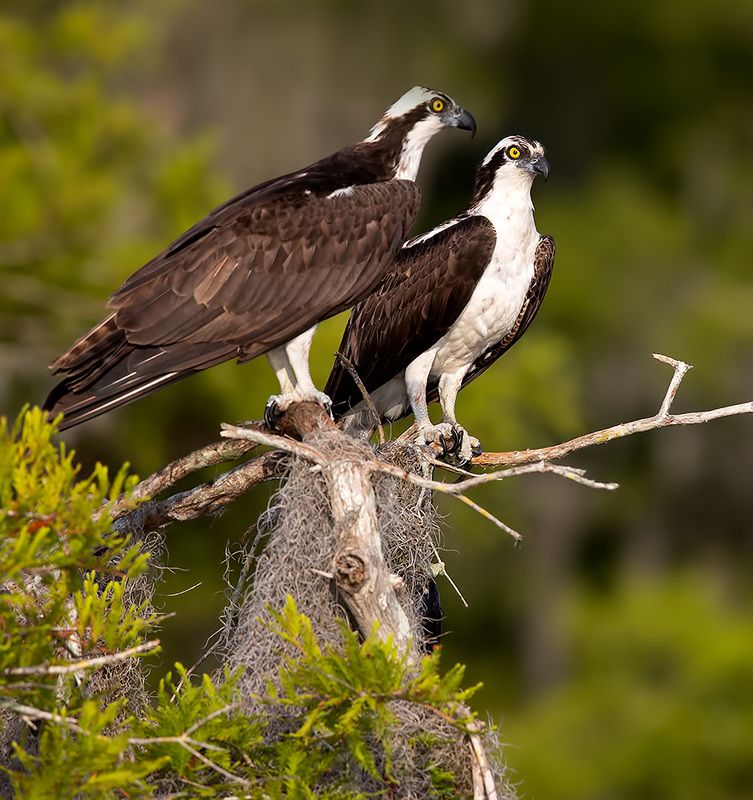 скопа, osprey, florida, флорида, хищные птицы, raptor, wildlife, wild Osprey сouple - Пара Скопыphoto preview