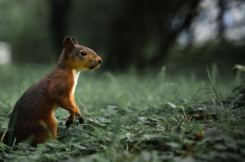 белка Любопытная белочкаphoto preview