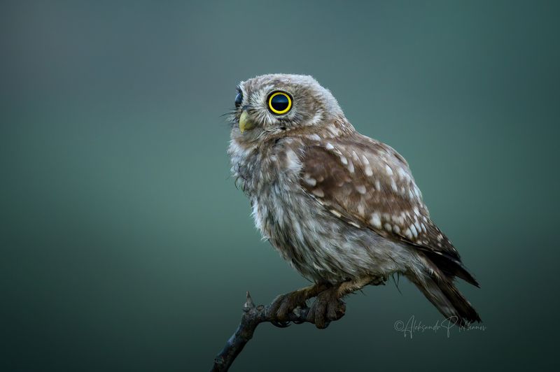 сыч, глаза Сумерки. Совсем одинphoto preview