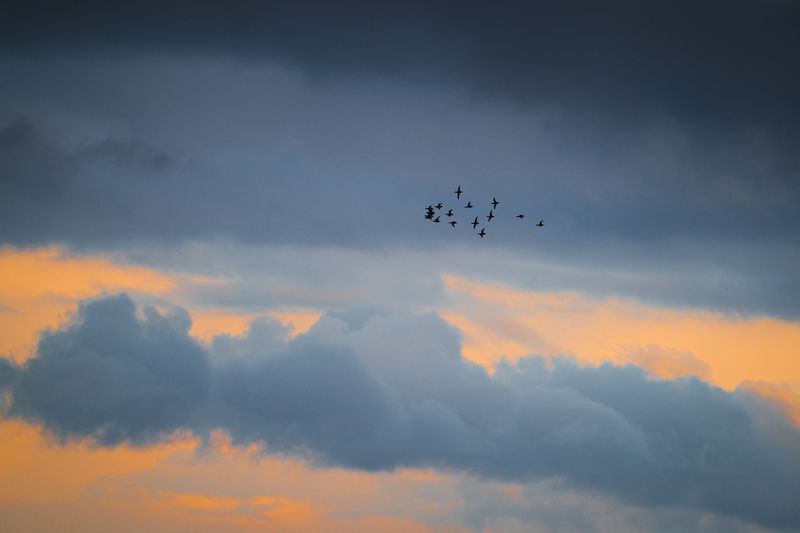 птицы, закат, осень По пути на Югphoto preview