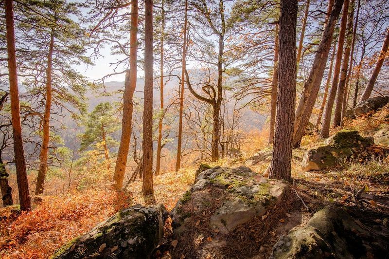 На солнечной опушкеphoto preview