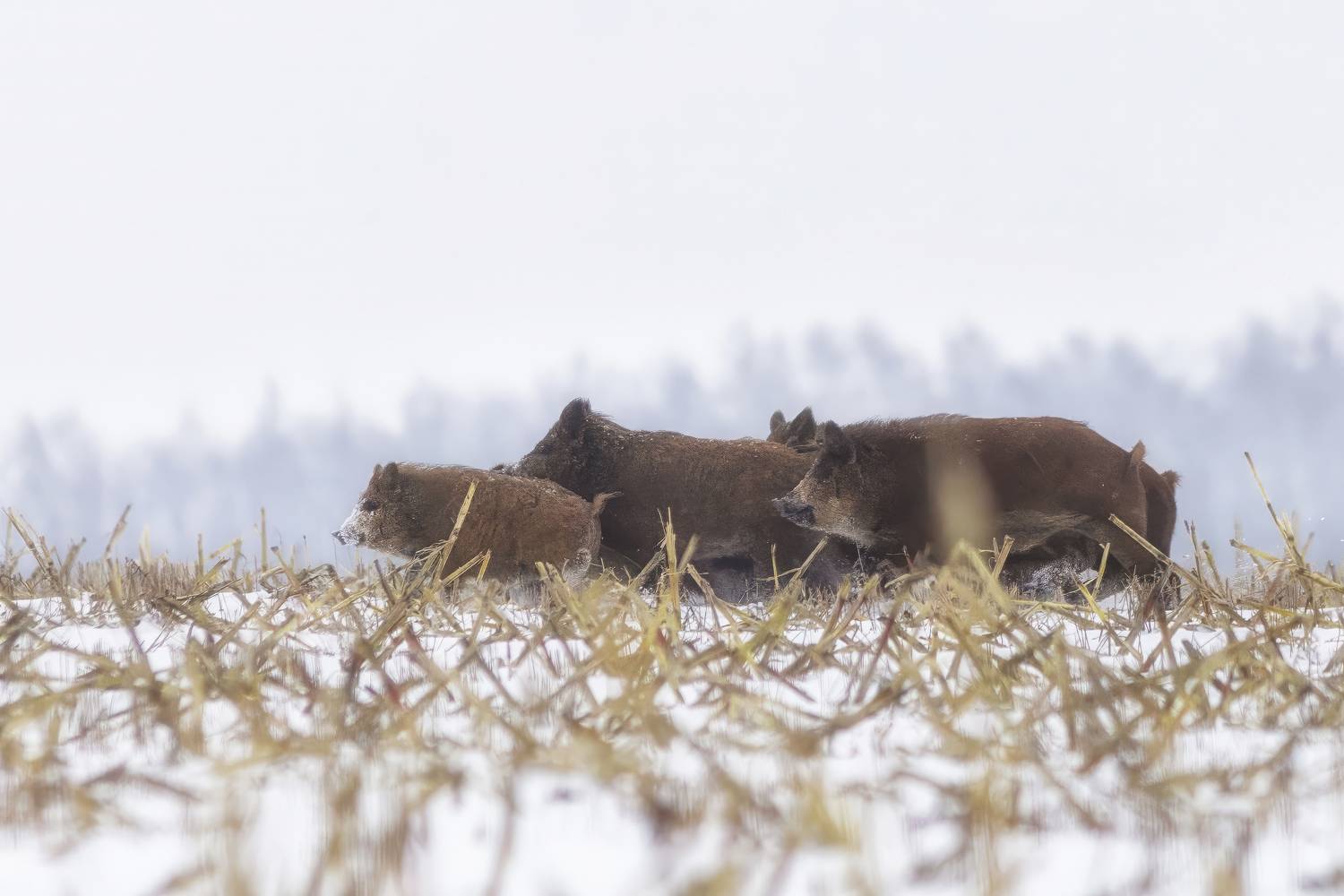 В поисках еды. Автор: Пронин Денис животные, кабан, дикая природа, природа, зима, wildlife, nature , Пронин Денис