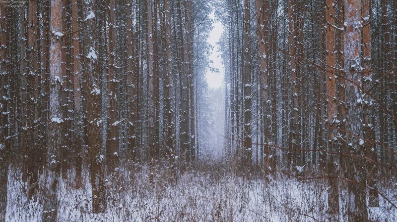 природа ,пейзаж ,зима ,лес ,winter ,forest ,nature ,landscape ***photo preview