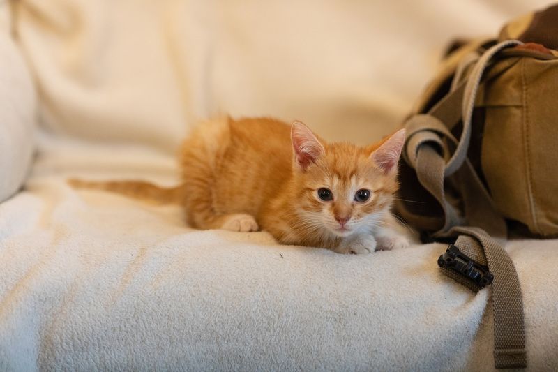 #кот #котлео ЛЕО.photo preview