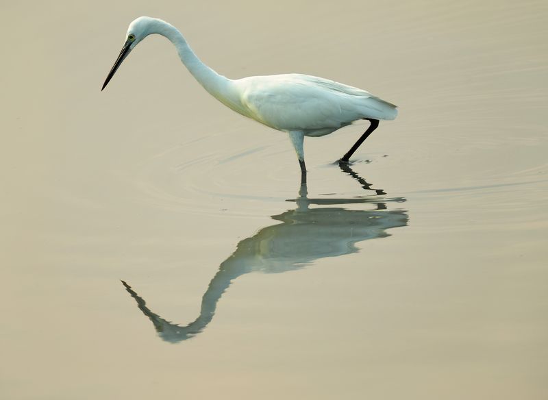 closeup, bird, birds, wild, wings, beauty, nature, swan, feather, spread, little sparrow,animal,animals,nikon,tailorbird,portraitm,eyes,eagle,kite,flying,sky,prey Egretphoto preview