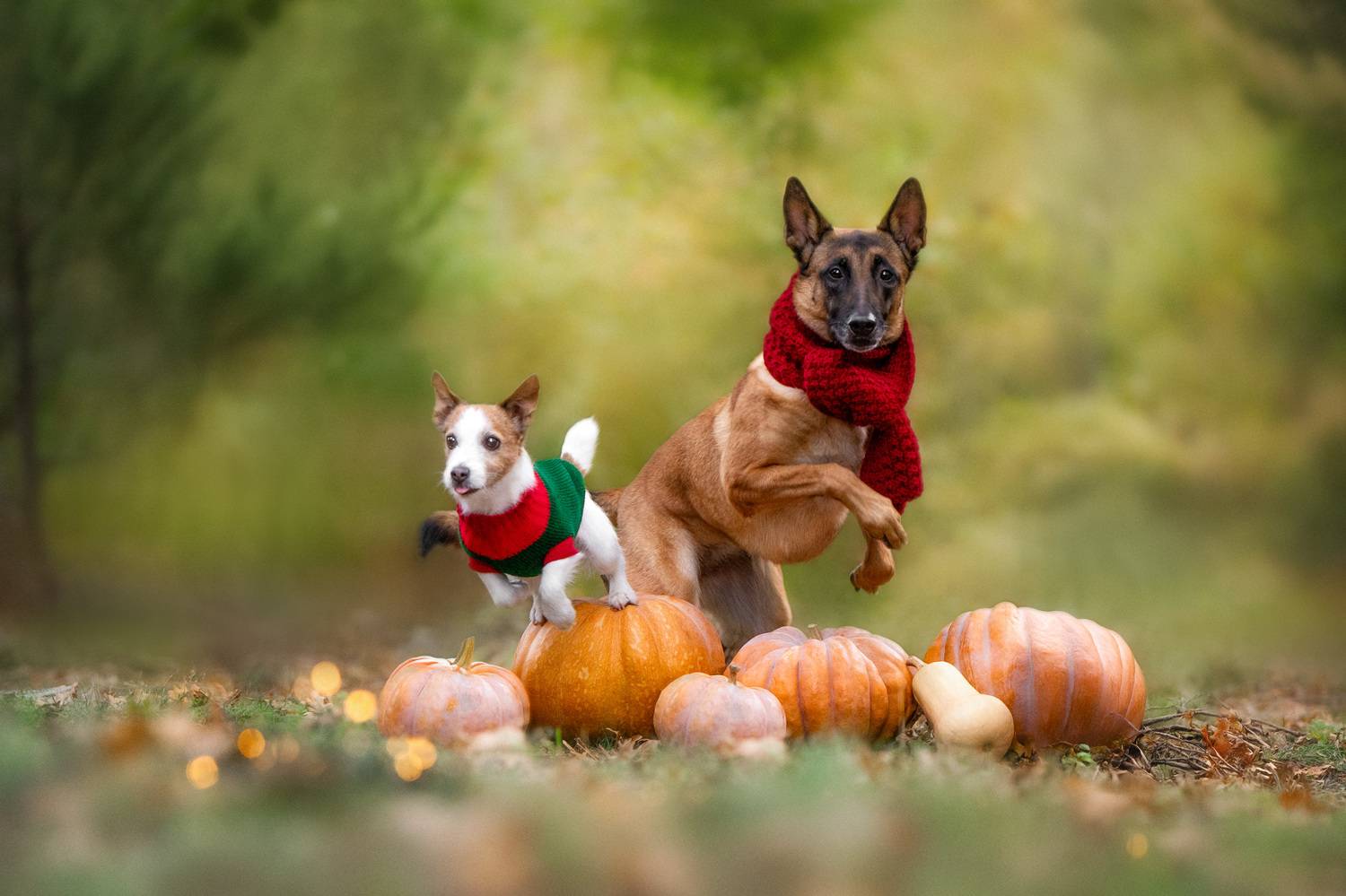 Flying over pumpkins. Автор: Андрианова Ирина , Андрианова Ирина