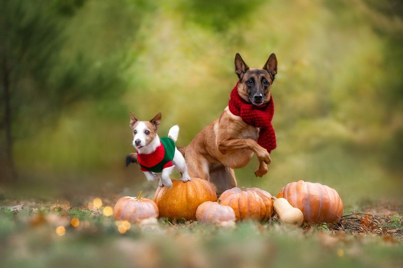 Flying over pumpkinsphoto preview