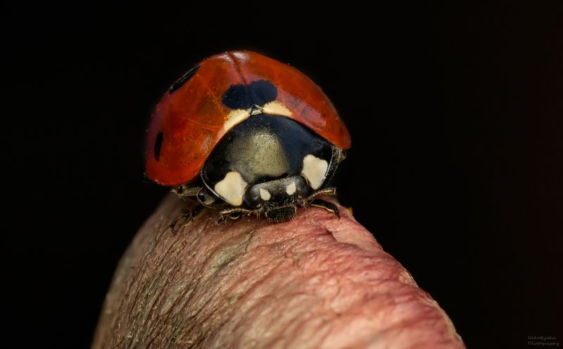 макро, природа, насекомые, божья коровка, гриб, осень, macro, nature, insects, ladybug, mushroom, autumn, осенняя коровкаphoto preview