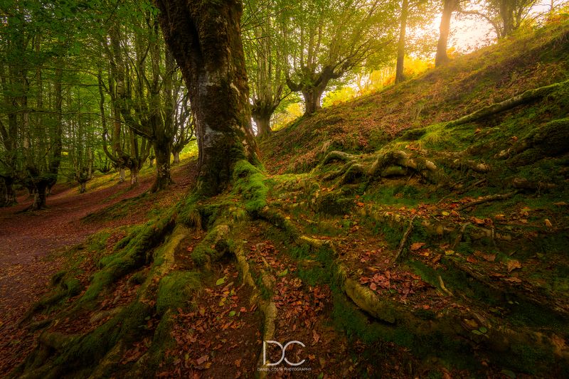 #spain #basque #nature #trees #autumn #leaves #forest #wood #fall #myst #magical #roots #life FROM THE DEPTHS OF THE EARTHphoto preview
