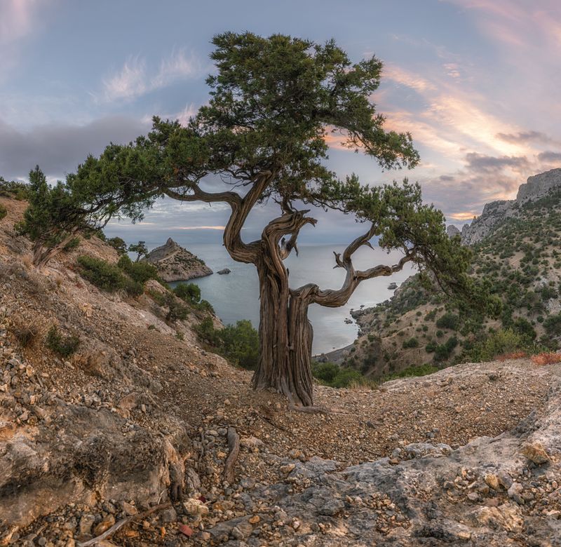 крым, новый свет, можжевельник, вечер, декабрь Шаляй-Валяйphoto preview