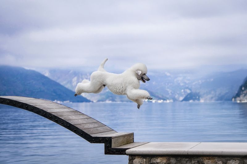 I Believe I Can Flyphoto preview