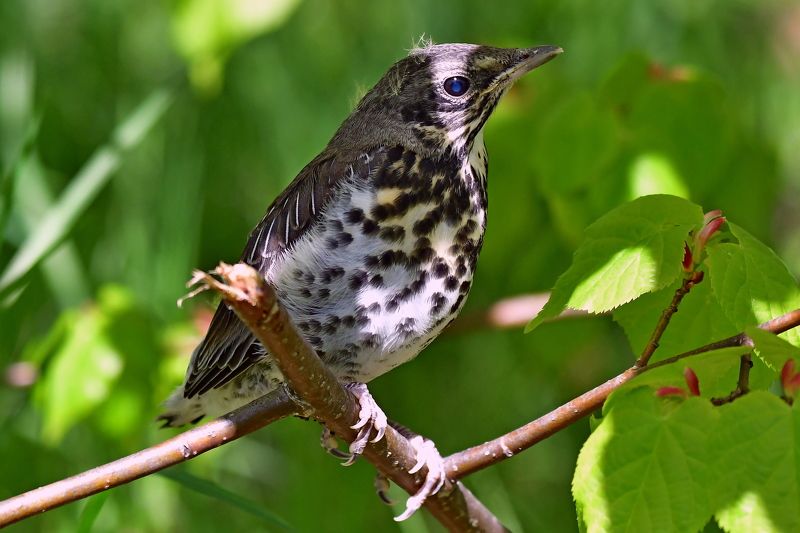 A gathering..photo preview