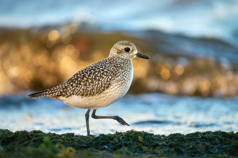 тулес,кулик,grey plover,shorebird,wader, Pluvialis squatarola Тулес фото превью