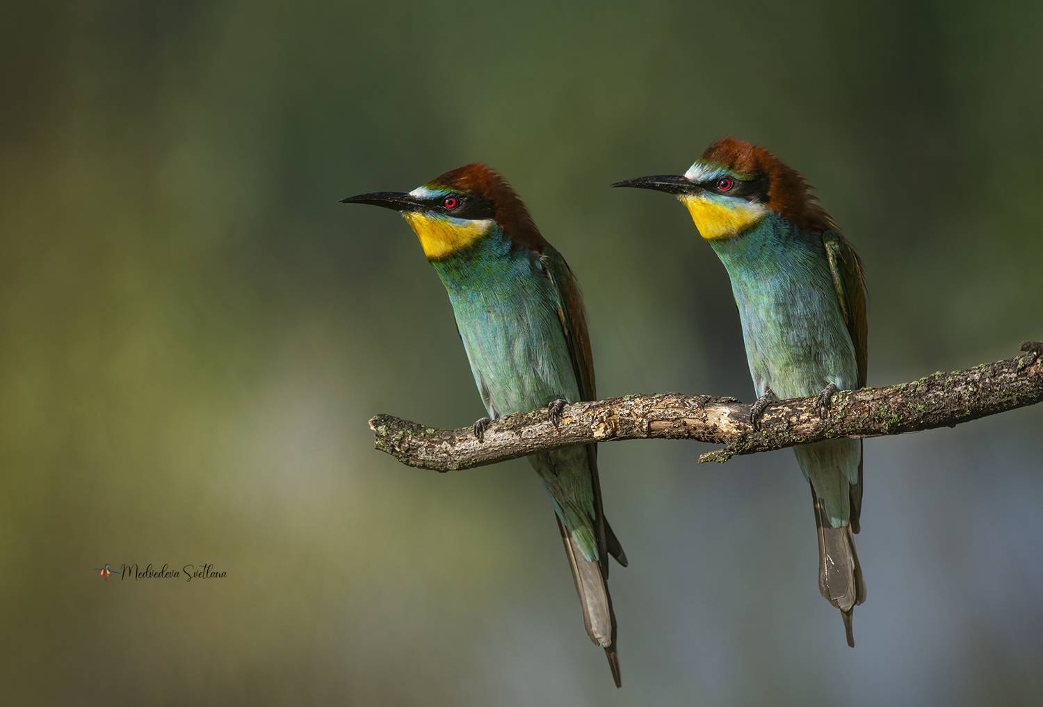 Напряжение.. Автор: Медведева Светлана птица, весна, щурка, золотистая щурка, Медведева Светлана