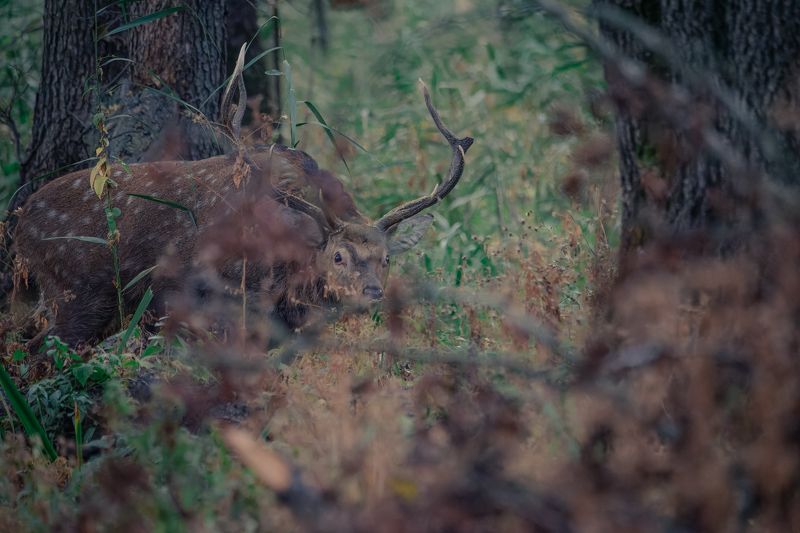 олень, лес, осень, гон, деревья, пятнистый, прыжок, nikon, nikonrussia, deer, forest, autumn, sunrise, tree, рассвет, meeting, встреча Пятнистый оленьphoto preview