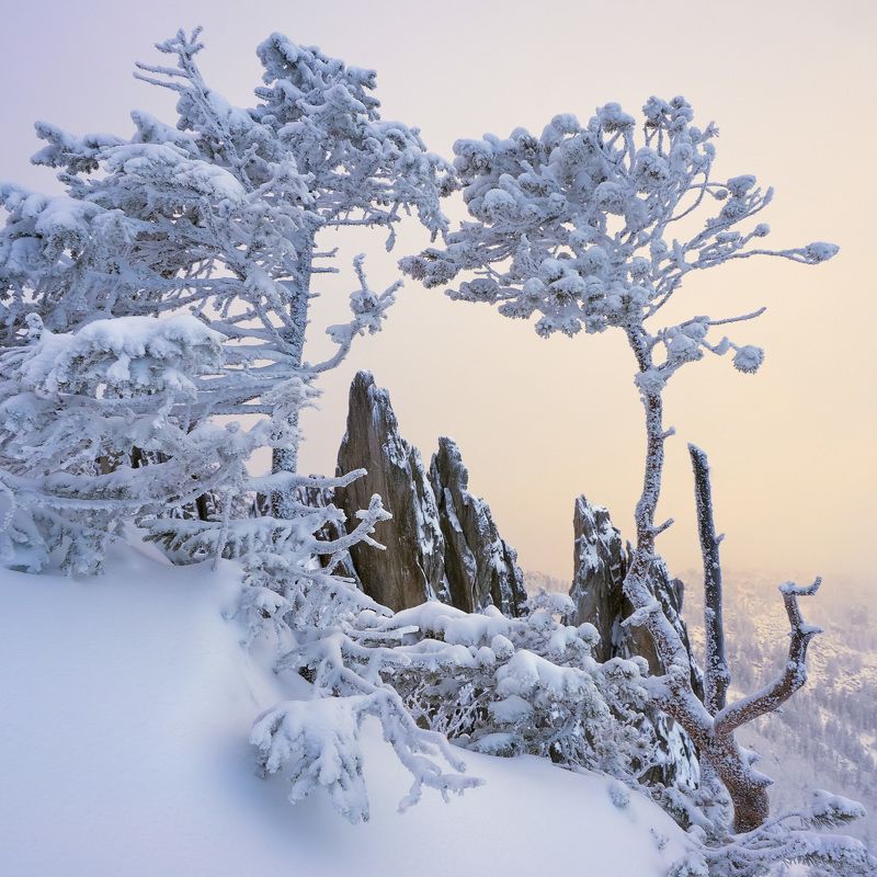 Перья Таганаяphoto preview