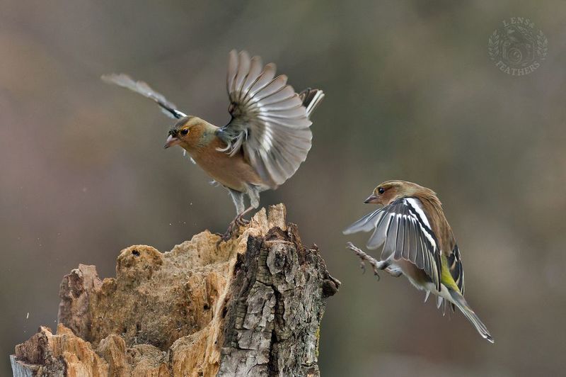 Зяблик - Lens and Feathersphoto preview