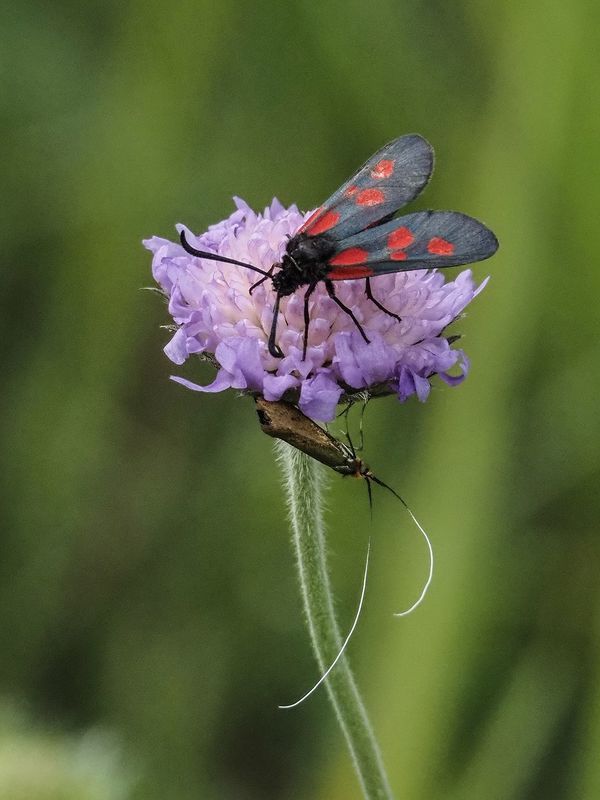 бабочки пестрянка таволговаяphoto preview