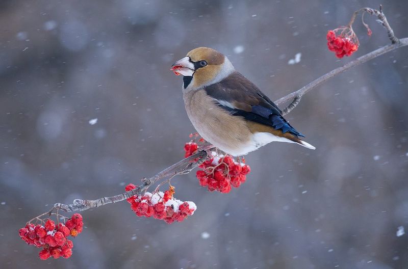 дубонос,самец,снег,рябина,зима Снег идёт...photo preview