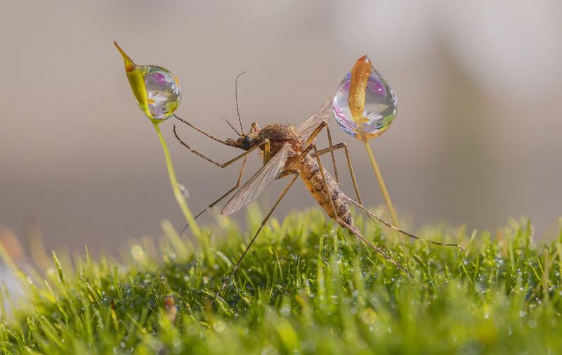 Про комара и капелькуphoto preview