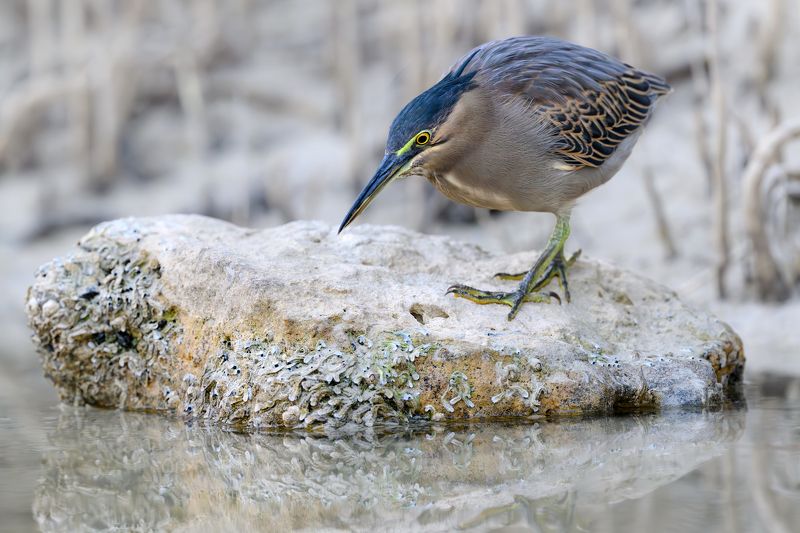 птица, фотоохота, цапля, природа, фауна Зеленая квакваphoto preview