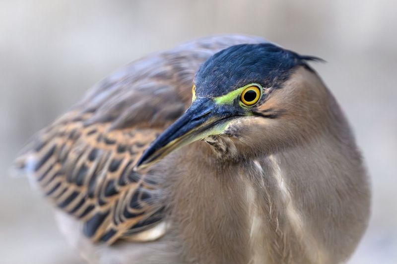 птица, фотоохота, цапля, природа, фауна Зеленая квакваphoto preview