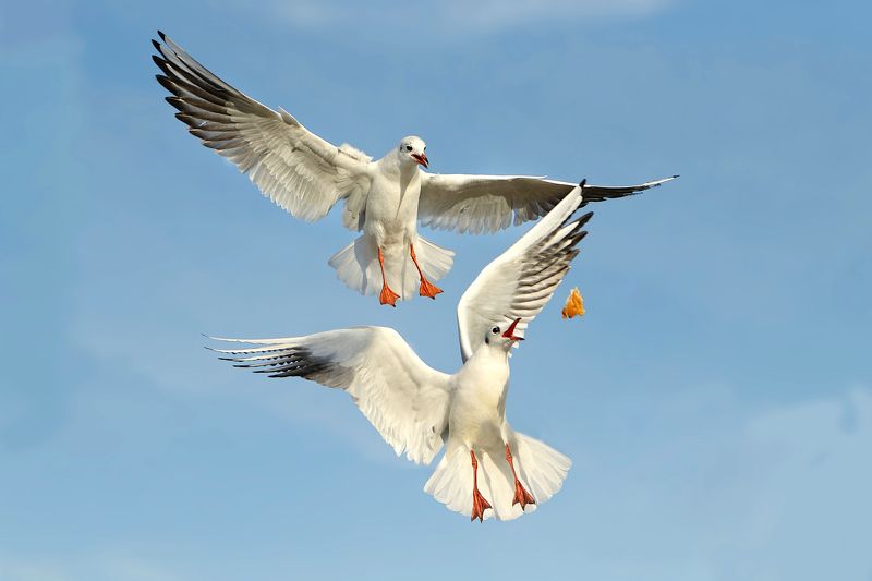 природа, море, птицы, чайки Чайкиphoto preview